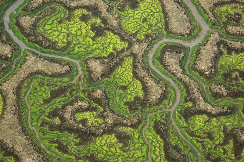 Illustration for article titled Incredible Photographs of Fractals Found in the Natural World